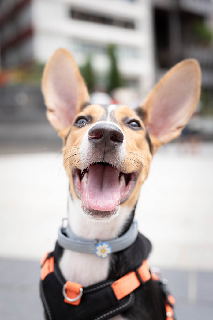 Fotografía de mascotas en Madrid