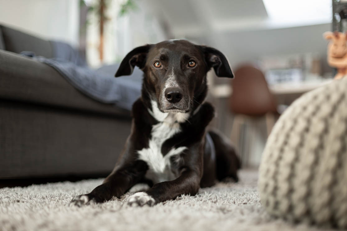 Fotografía de mascotas perro negro