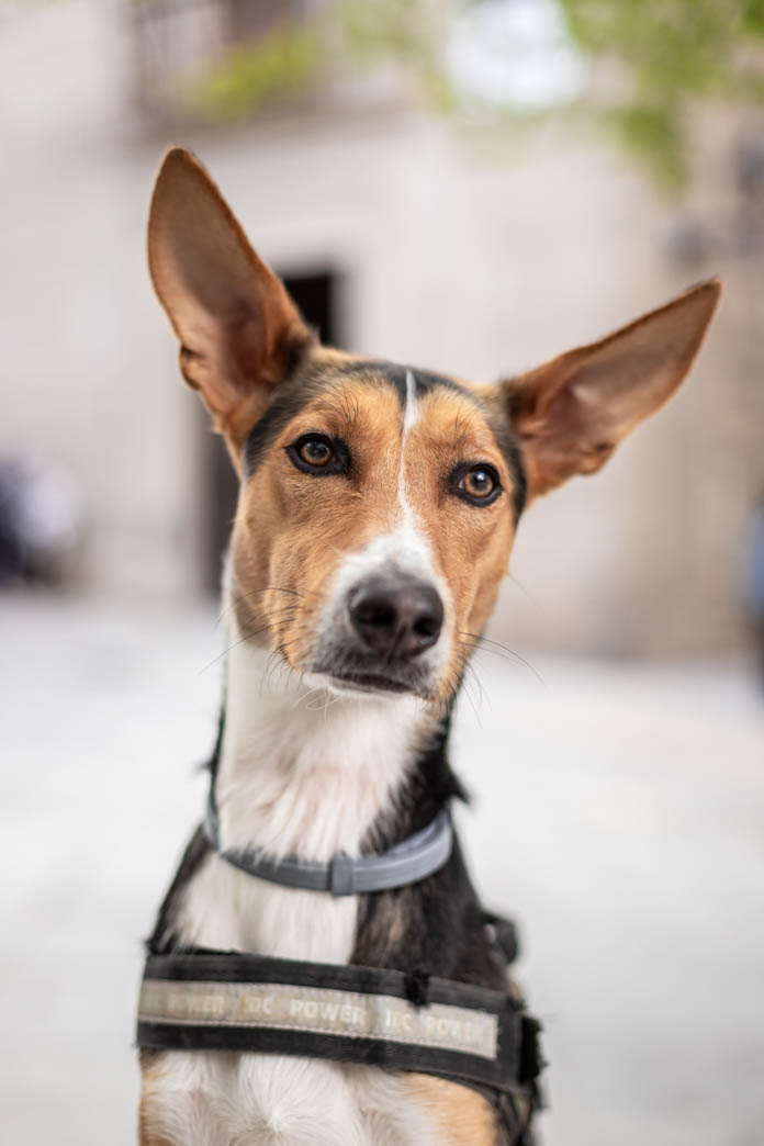 Retrato de perro podenco, fotografía de mascotas en Madrid