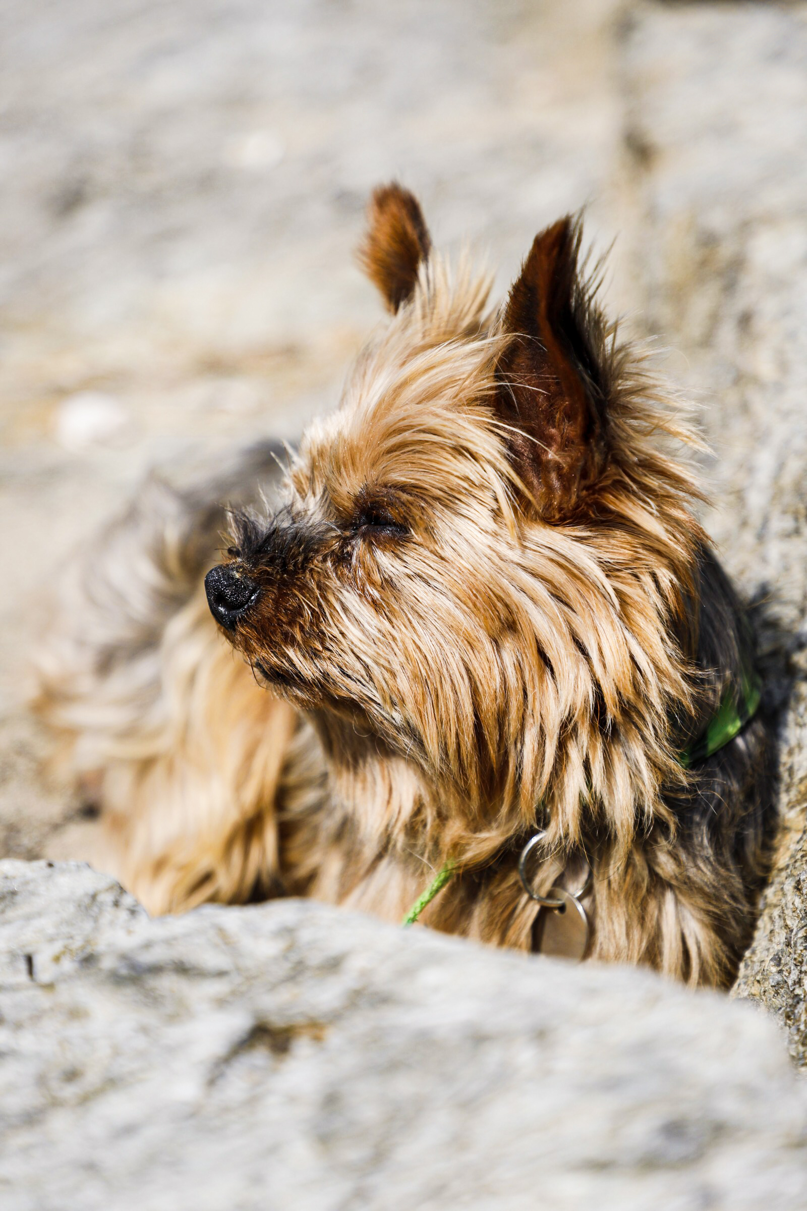 Fotografía mascotas playa
