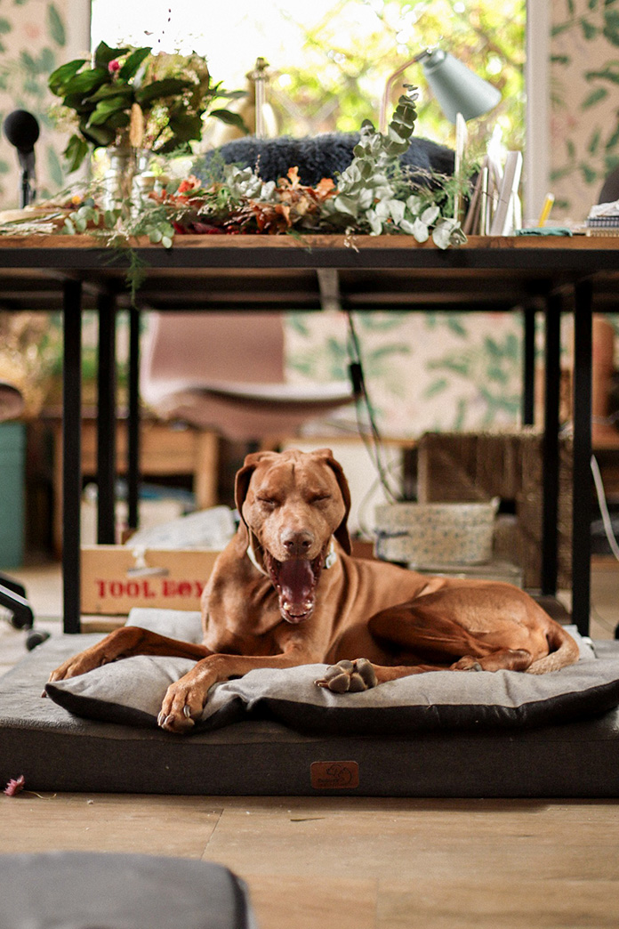 Retrato de perro braco canela bostezando, fotografía de mascotas Madrid