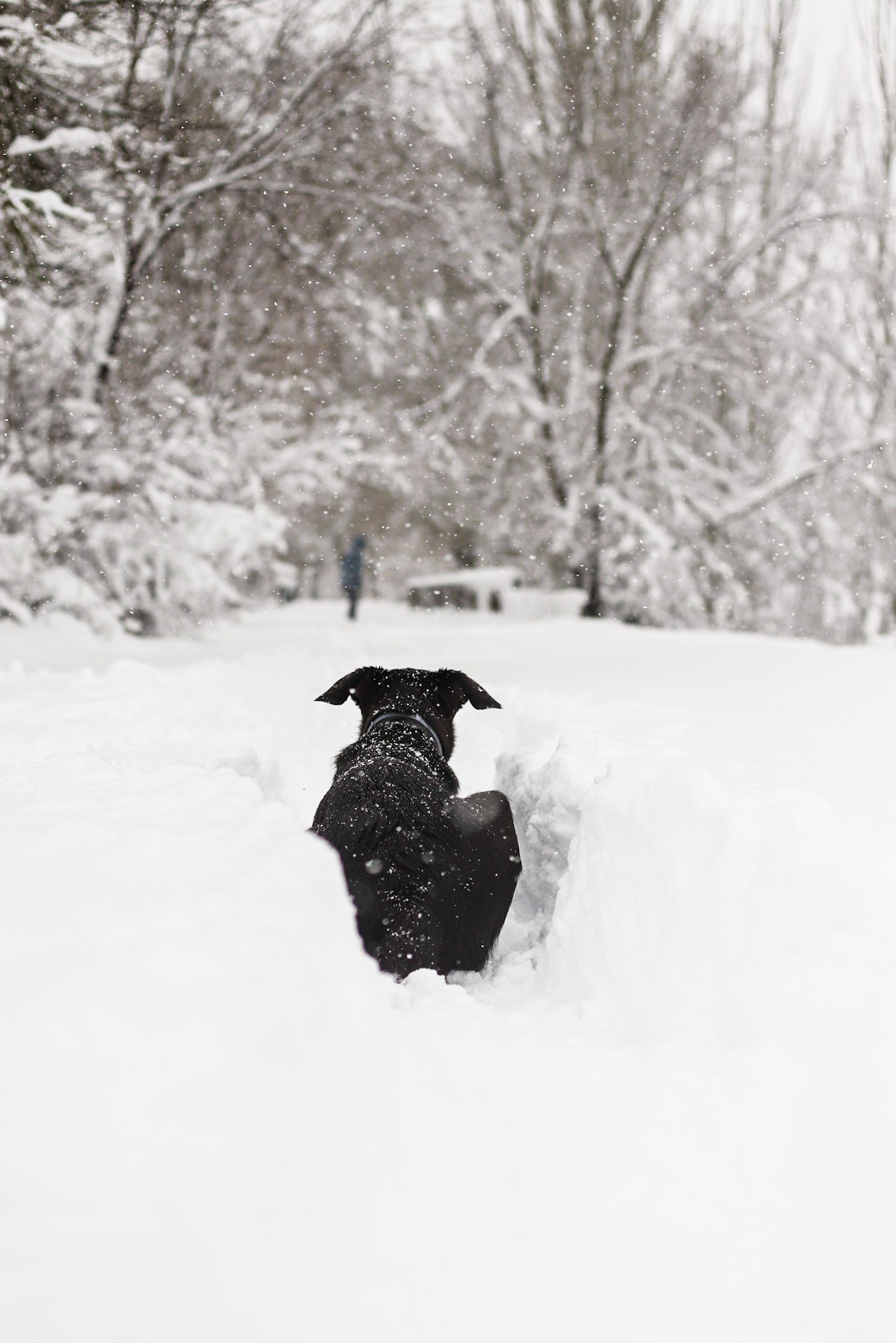 Fotografía mascotas nieve