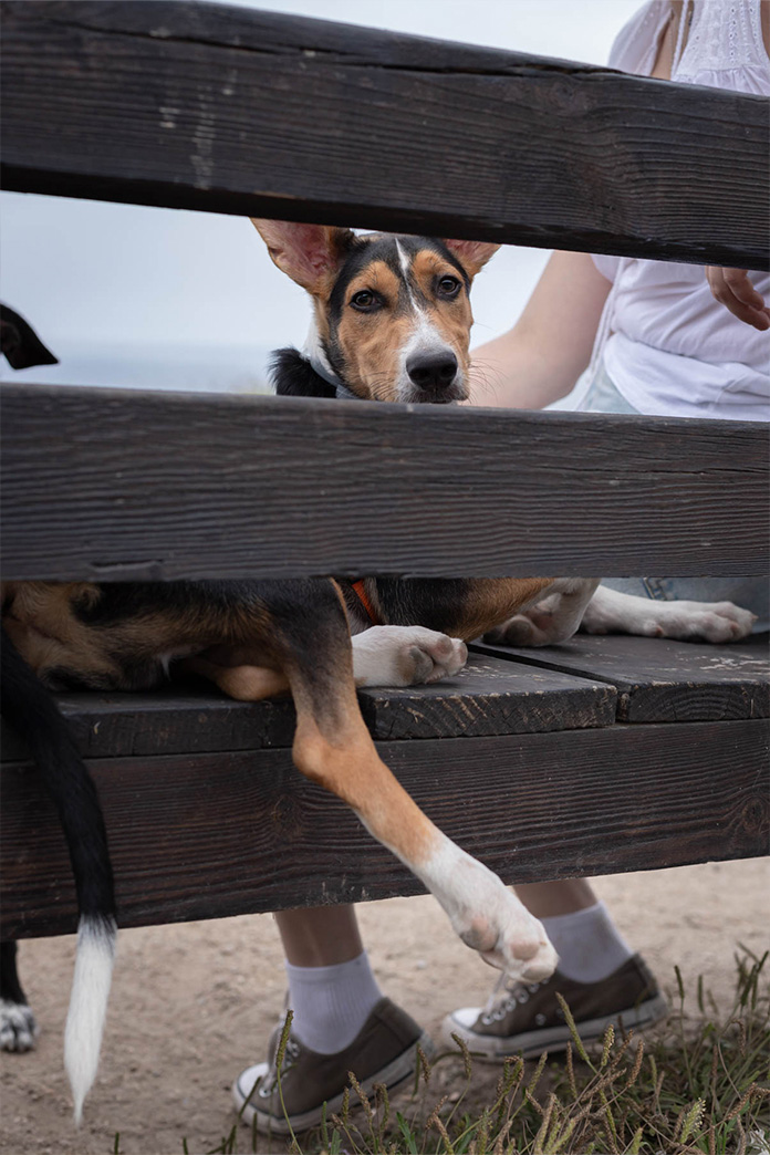 Fotografía de mascotas en Galicia, perro descansando en exterior