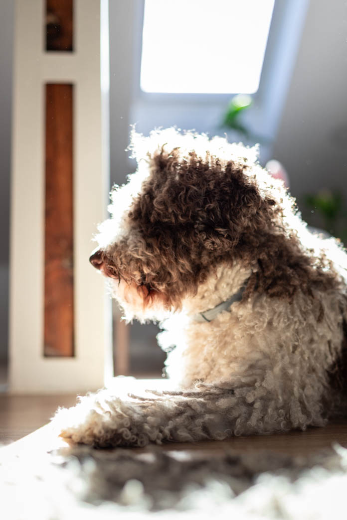 Retrato de perro de agua, fotografía de mascotas en Madrid