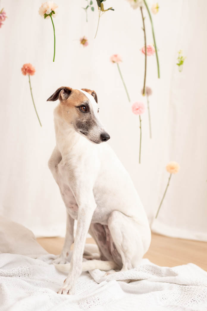 Retrato de perro galgo, fotografía de mascotas en Madrid