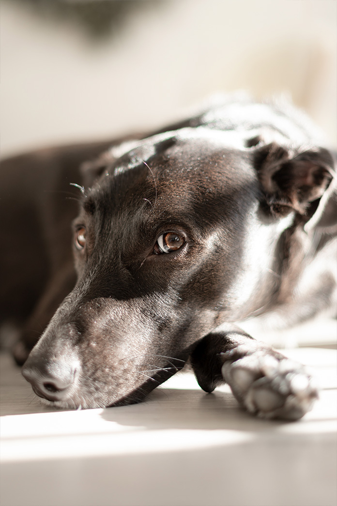 Fotografía de mascotas en Madrid, retrato de perro mestizo mirando
