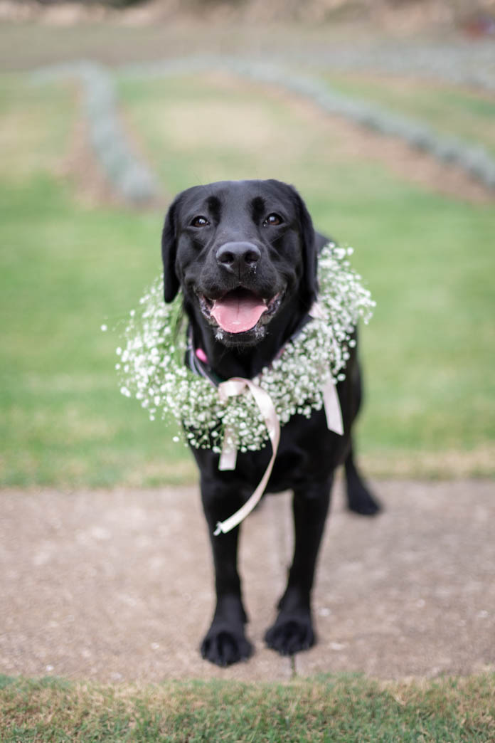Fotoreportaje de boda en Madrid, retrato de mascota cortejo
