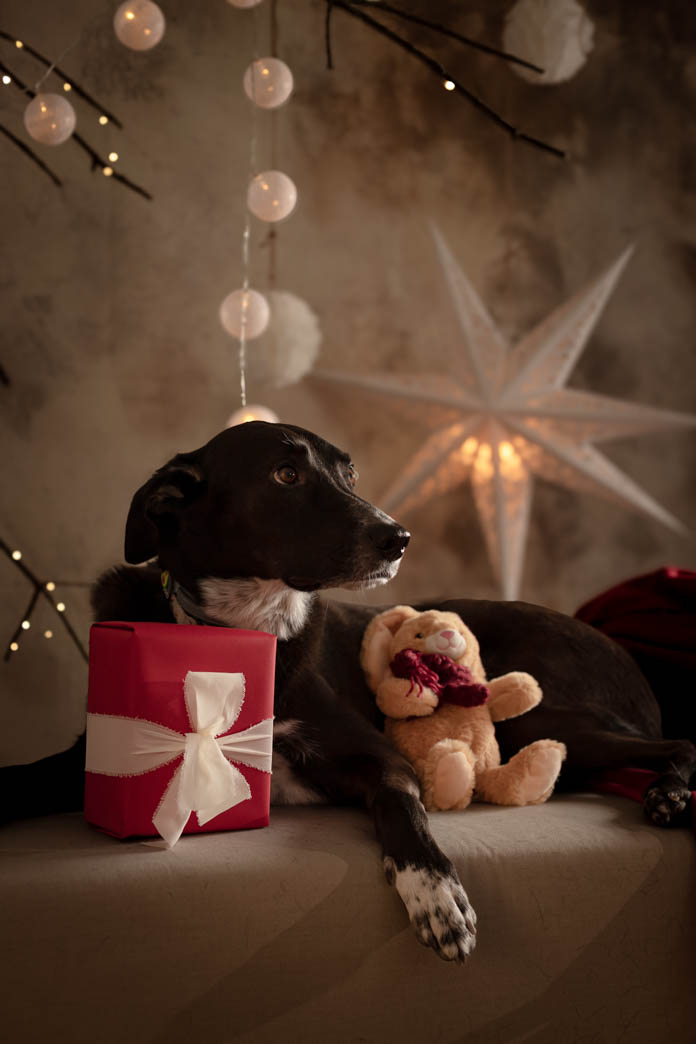 sesiones de navidad con perros en madrid